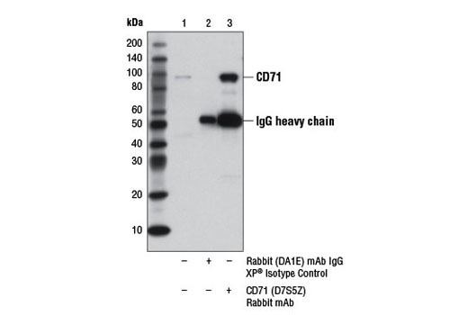 Transferrin receptor 1 CST CD71 D7S5Z Rabbit mAb