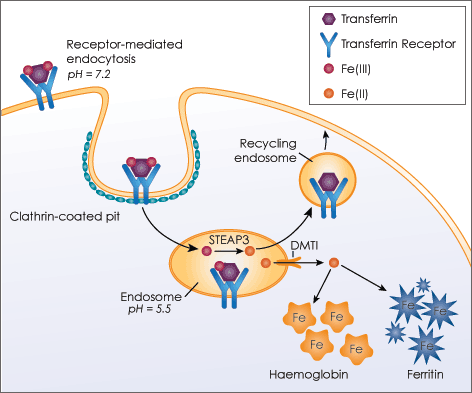 Transferrin receptor Receptor Detection Assay with Transferrin