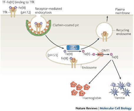 Transferrin receptor Figure 4 Regulation of iron acquisition and storage consequences