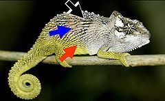 Transkei dwarf chameleon httpsuploadwikimediaorgwikipediacommonsthu