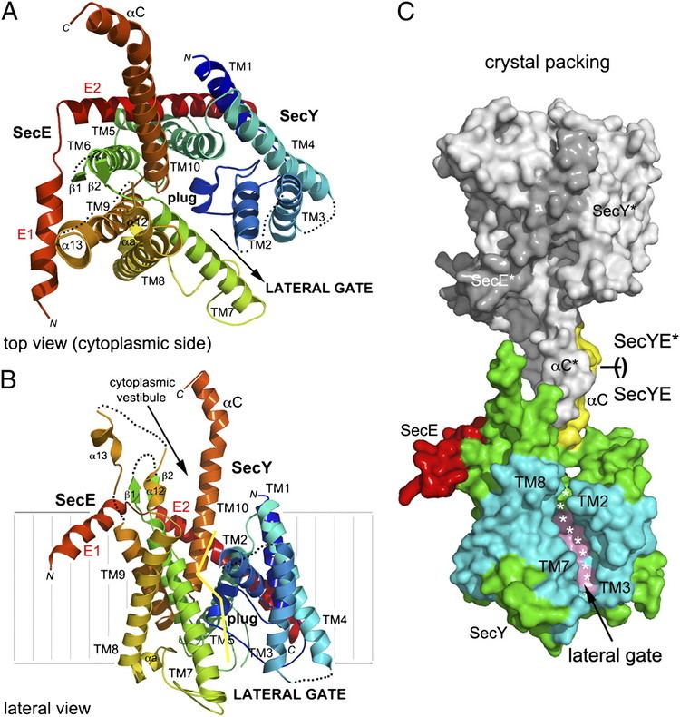 Translocon Lateral opening of a translocon upon entry of protein suggests the
