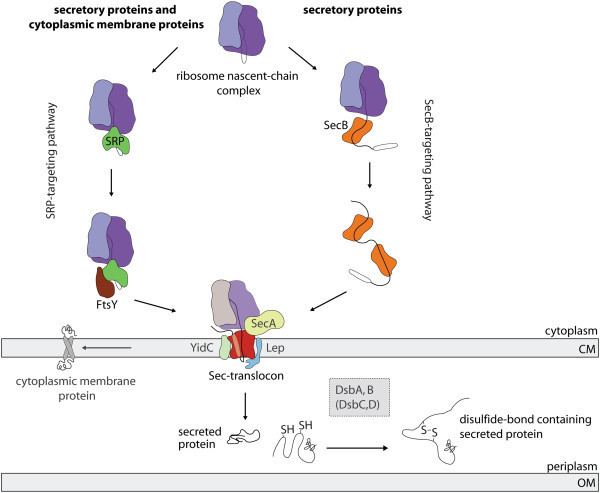 Translocon The biogenesis of Sectranslocon dependent secretory and cytoplasmic