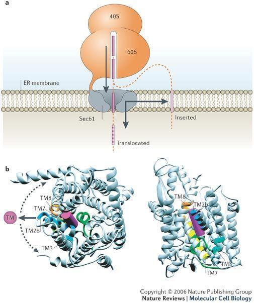 Translocon Figure 3 Membraneprotein topology Nature Reviews Molecular Cell