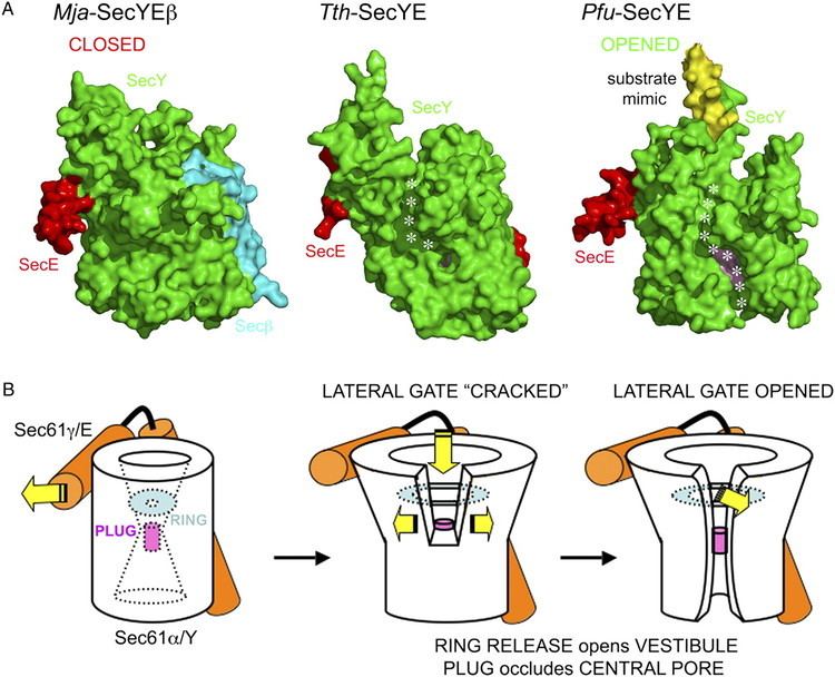 Translocon Lateral opening of a translocon upon entry of protein suggests the