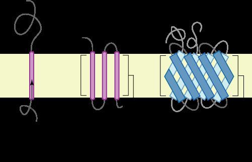 Transmembrane protein