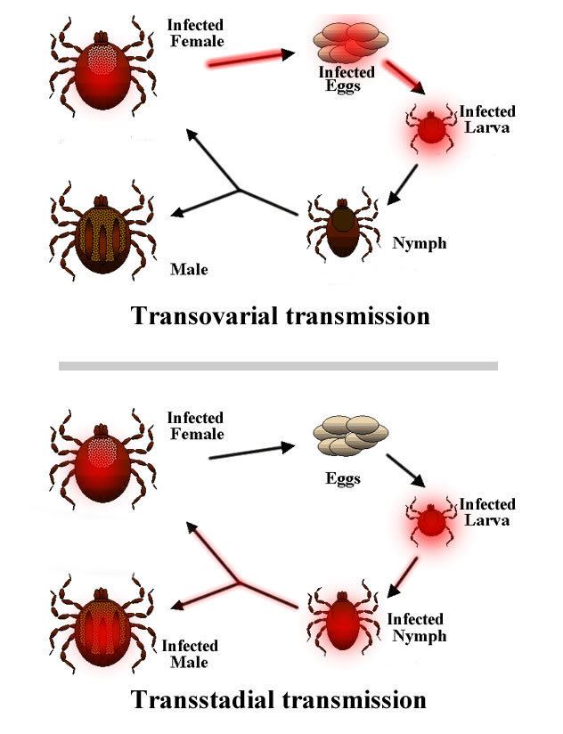 Transovarial transmission