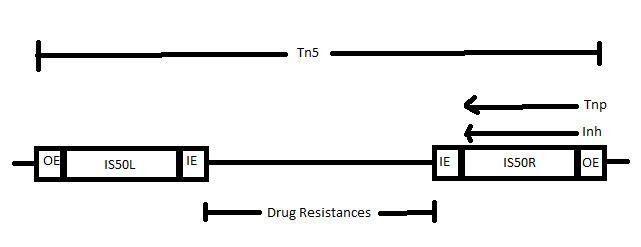Transposon mutagenesis