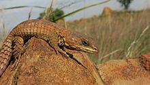Transvaal girdled lizard httpsuploadwikimediaorgwikipediacommonsthu