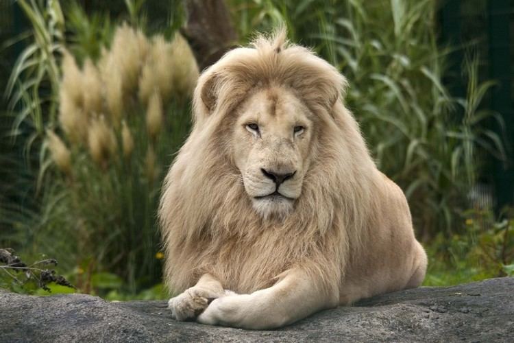 Transvaal lion The Transvaal lion Panthera leo krugeri also known as the