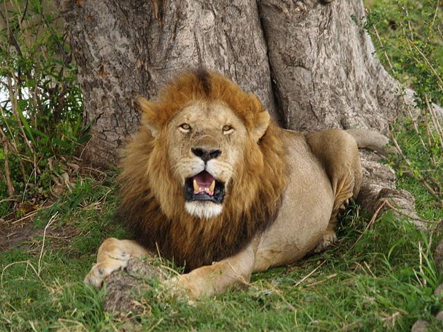 Transvaal lion Transvaal Lion A Z Animals