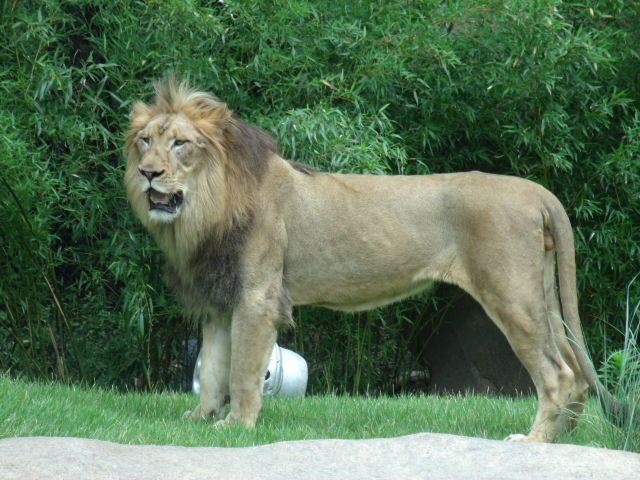 Transvaal lion Transvaal Lion ZooChat