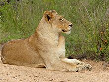 Transvaal lion httpsuploadwikimediaorgwikipediacommonsthu