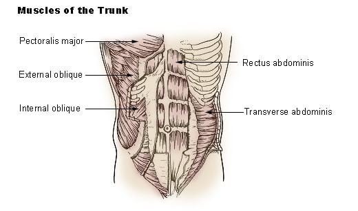 Transverse abdominal muscle