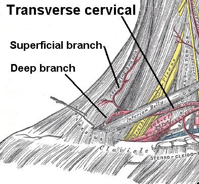 Transverse cervical veins