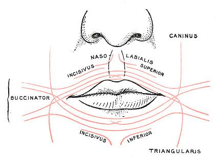 Transverse muscle of the chin