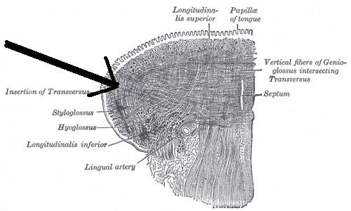Transverse muscle of tongue