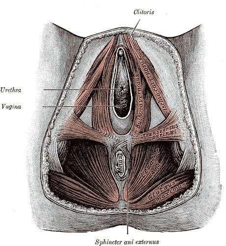 Transverse perineal muscles