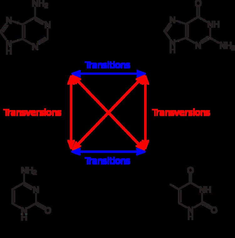 Transversion