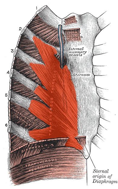 Transversus thoracis muscle