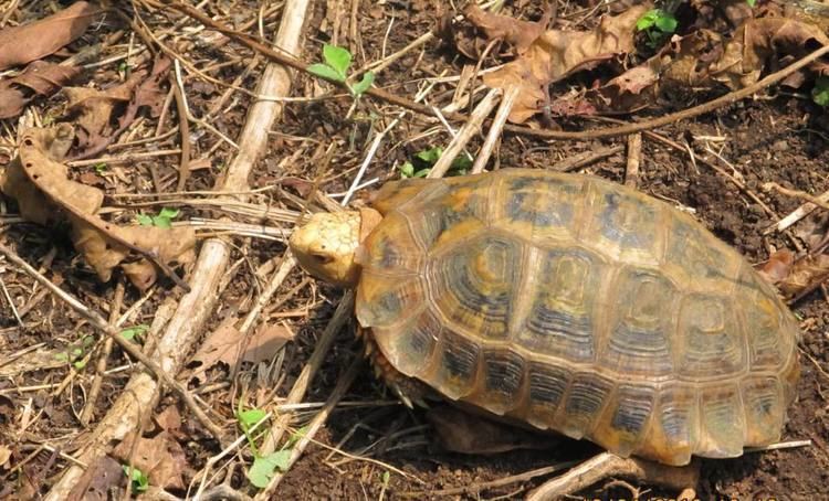 Travancore tortoise Travancore Tortoise La Paz Group