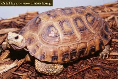 Travancore tortoise World Chelonian Trust India Gallery