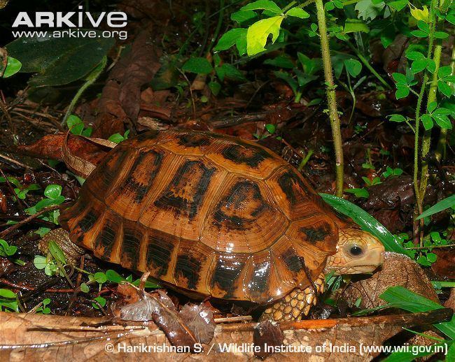 Travancore tortoise Travancore tortoise videos photos and facts Indotestudo