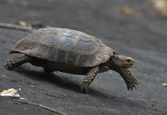 Travancore tortoise Travancore Tortoise Wildventures