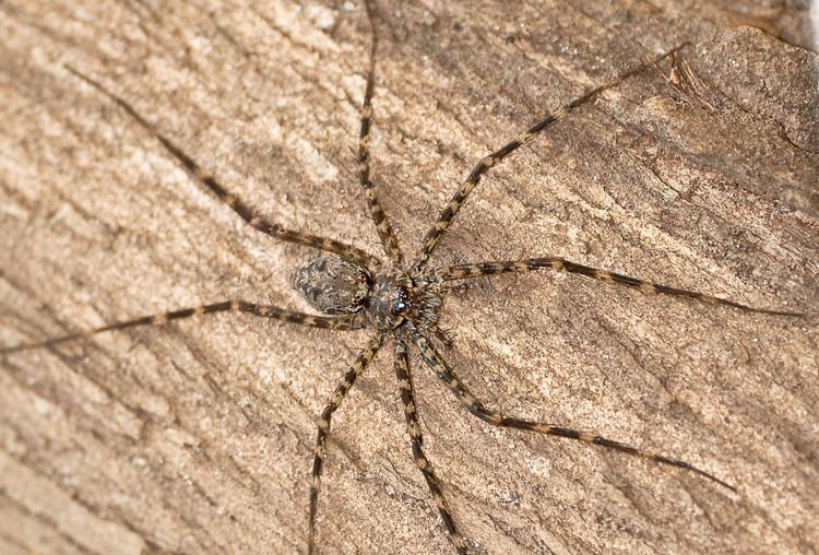 Trechaleidae Fischerspinne Trechaleidae sp insectsch