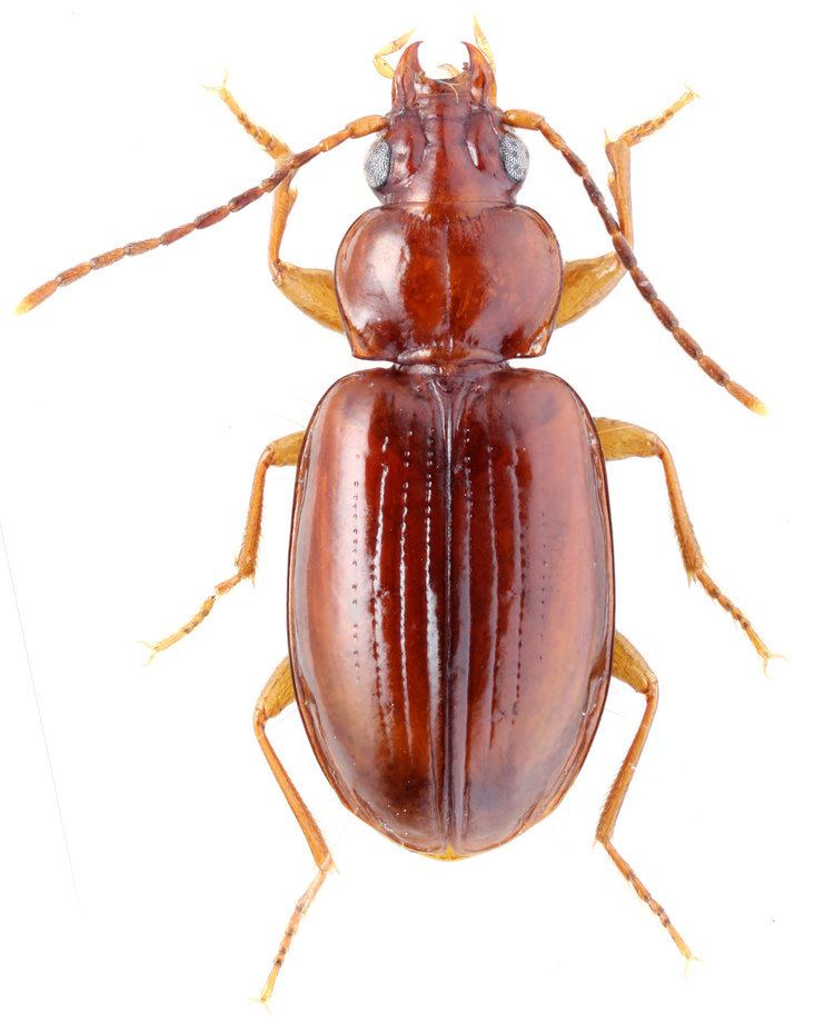 Trechus Genus Trechus Clairville 1806 22 Carabidae