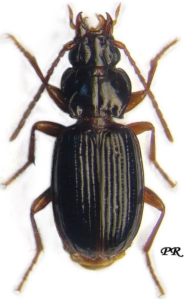 Trechus Subgenus Trechus sensu stricto Carabidae