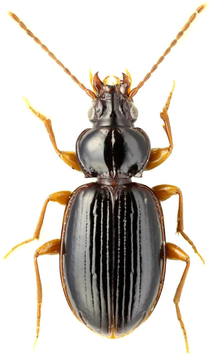 Trechus Subgenus Trechus sensu stricto Carabidae
