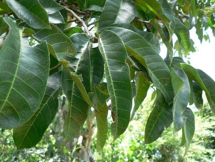 Treculia africana Central African Plants A Photo Guide Treculia africana Desc