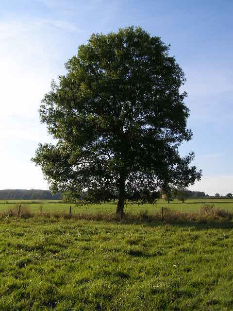 Tree httpsuploadwikimediaorgwikipediacommonsee