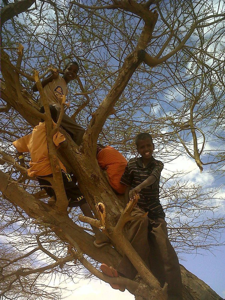 Tree climbing