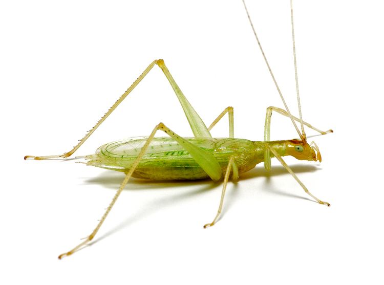 Tree cricket Narrowwinged Tree Cricket Songs of Insects