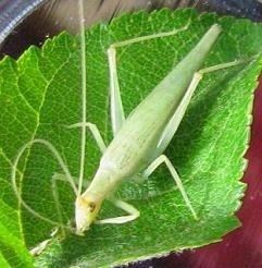 Tree cricket Tree cricket information with photos and videos