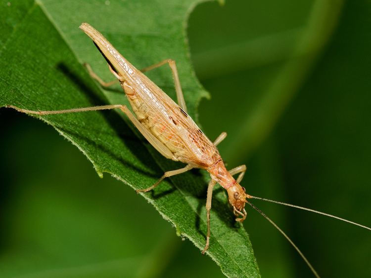Tree cricket Twospotted Tree Cricket Songs of Insects