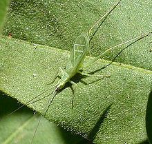 Tree cricket Tree cricket Wikipedia