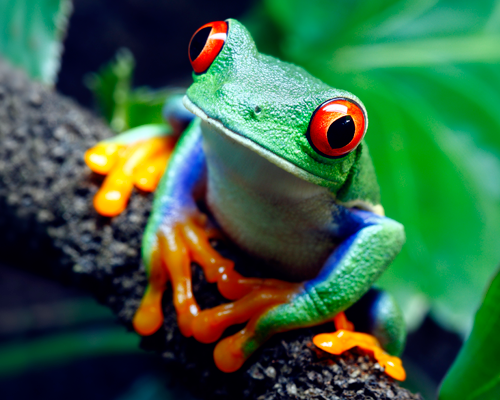 Tree frog Tree Frogs