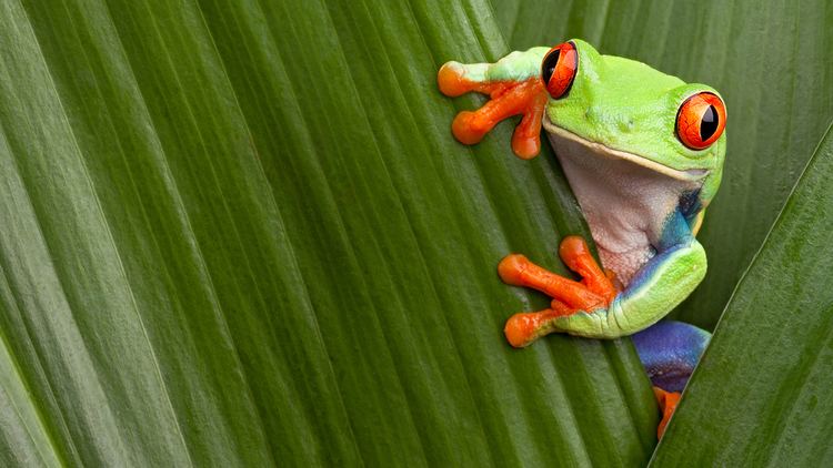 Tree frog kidsnationalgeographiccomcontentdamkidsphoto