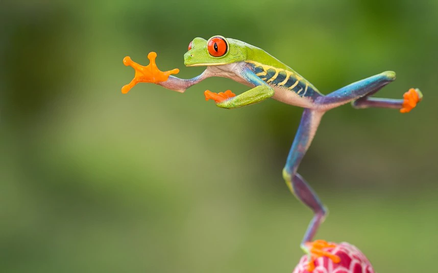 Tree frog In pictures Jumping redeyed tree frogs of Costa Rica by Nicolas