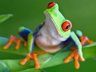 Tree frog RedEyed Tree Frog Jigsaw Puzzle CoolmathGamescom