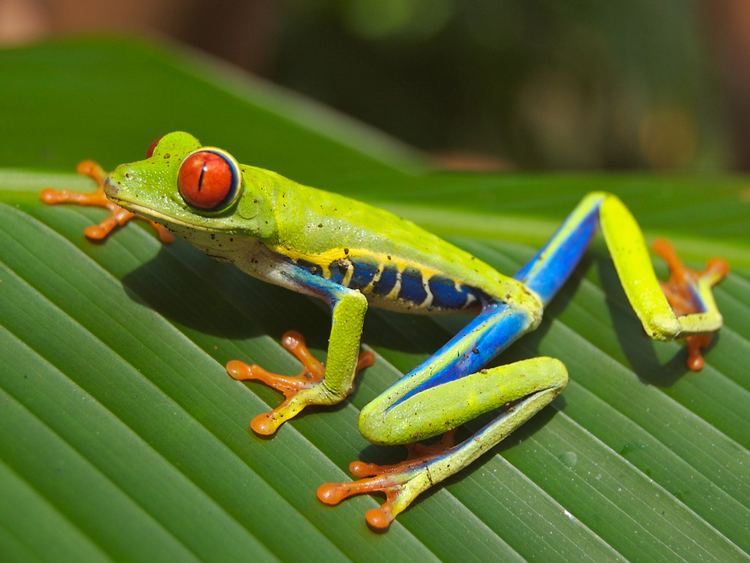 Tree frog FileRed eyed tree frog edit2jpg Wikipedia