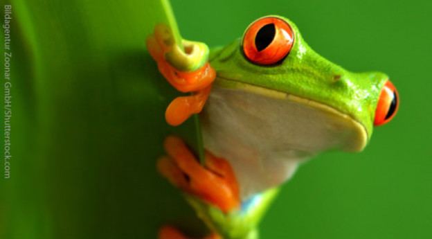 Tree frog Red Eyed Tree Frog Facts For Kids Information Pics Video