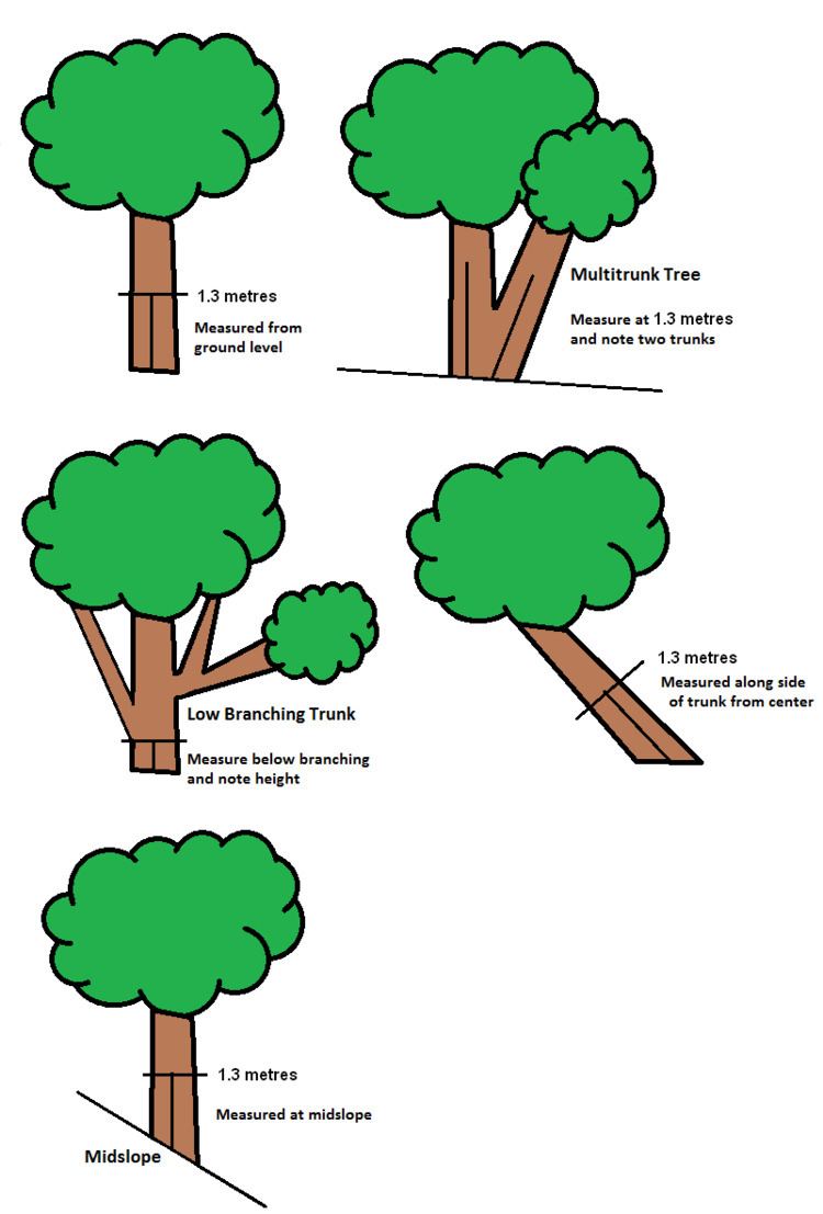 Tree girth measurement
