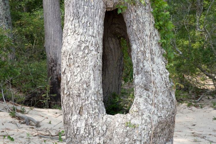 Tree hollow