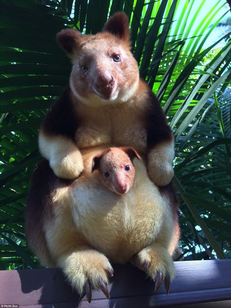 Tree-kangaroo Rare baby tree kangaroo pokes his head out mums pouch after first