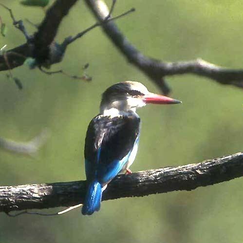 Tree kingfisher creagrushomemontereybaycombfowkingfishersKin
