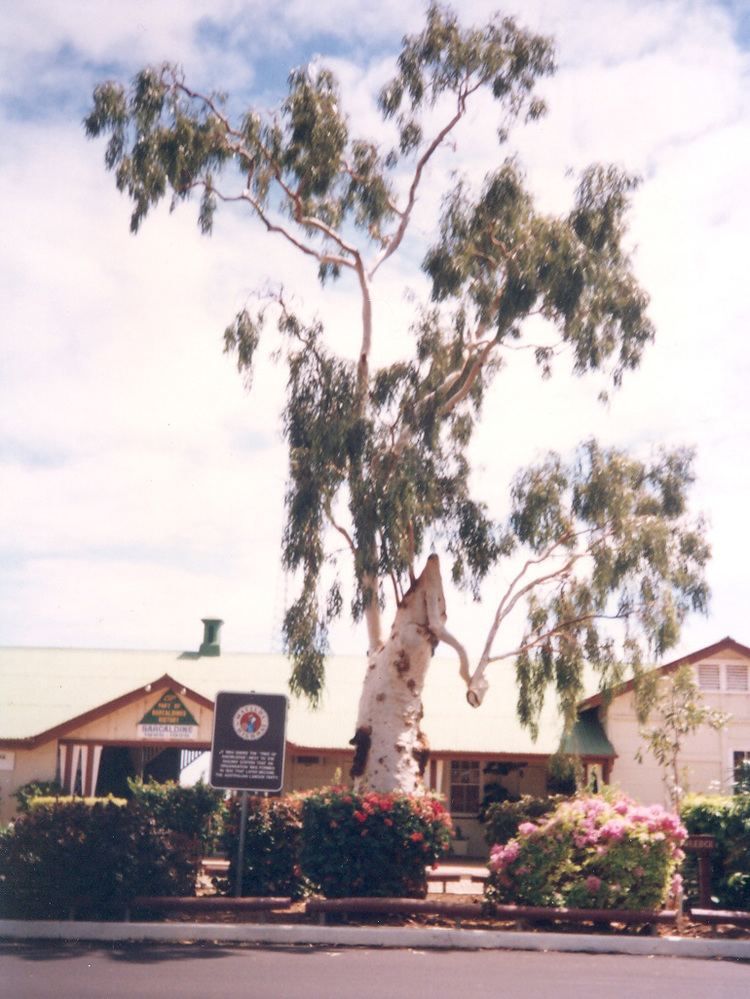 Tree of Knowledge (Australia)