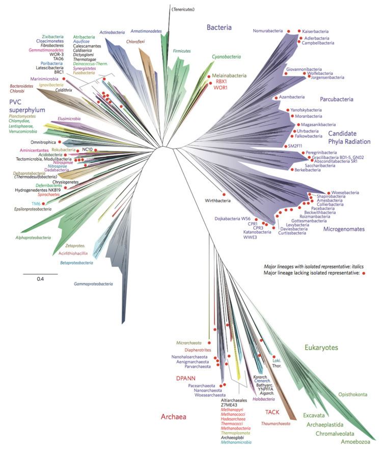 Tree of life (biology)